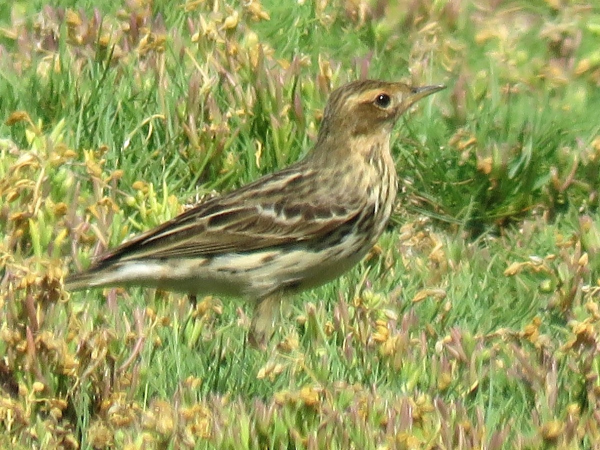 Red-throated Pipit - ML619991891