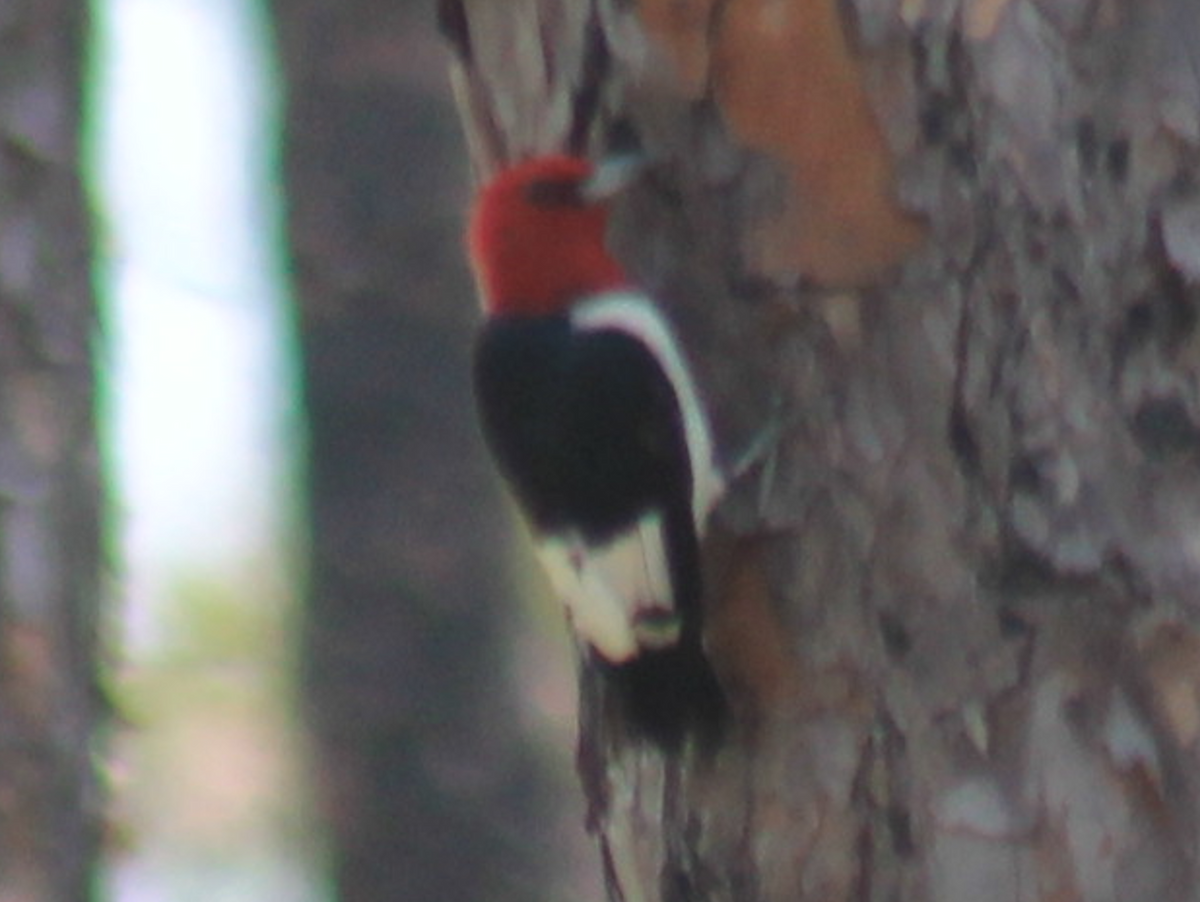 Red-headed Woodpecker - ML619991922