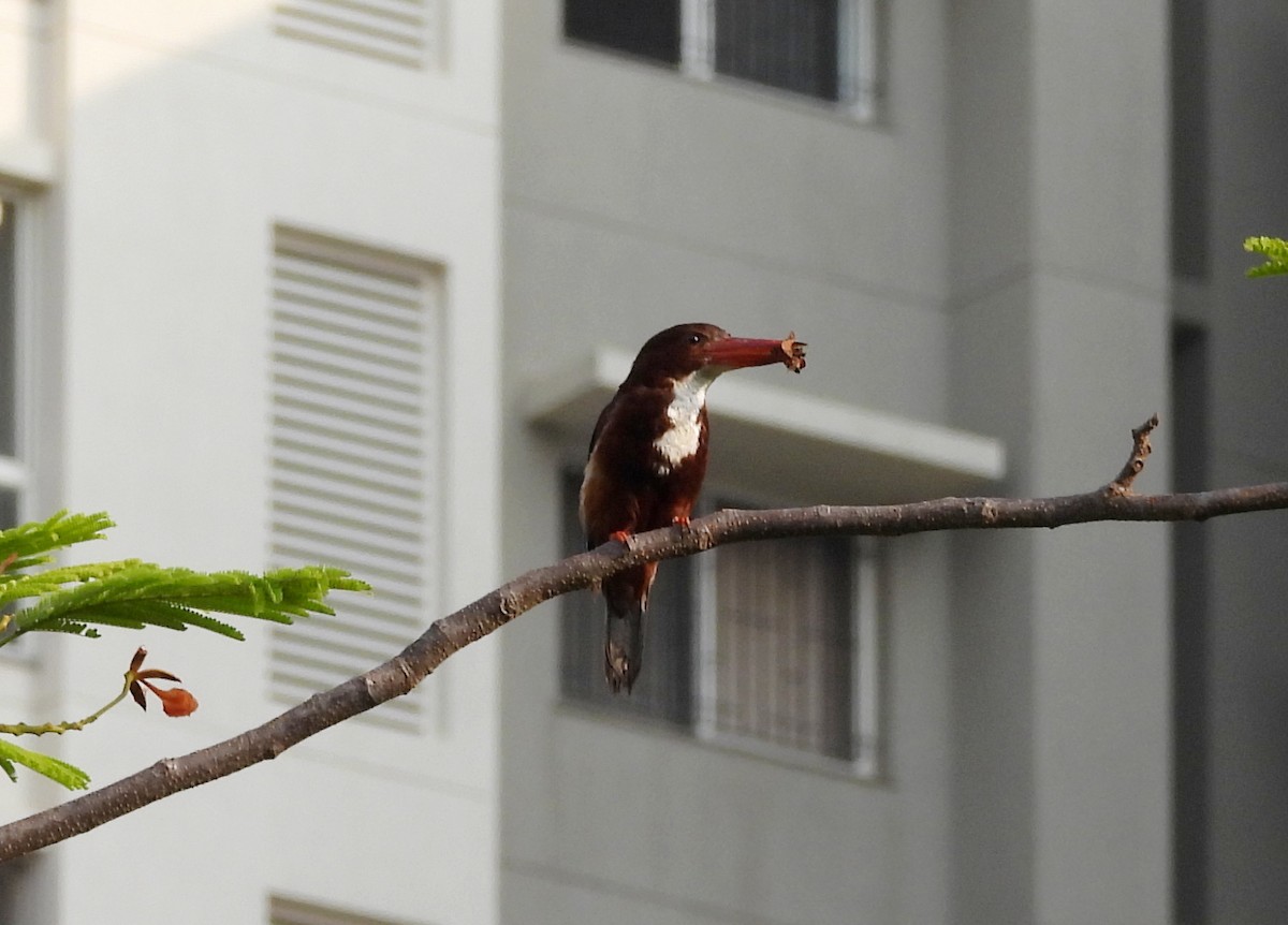 White-throated Kingfisher - ML619991923