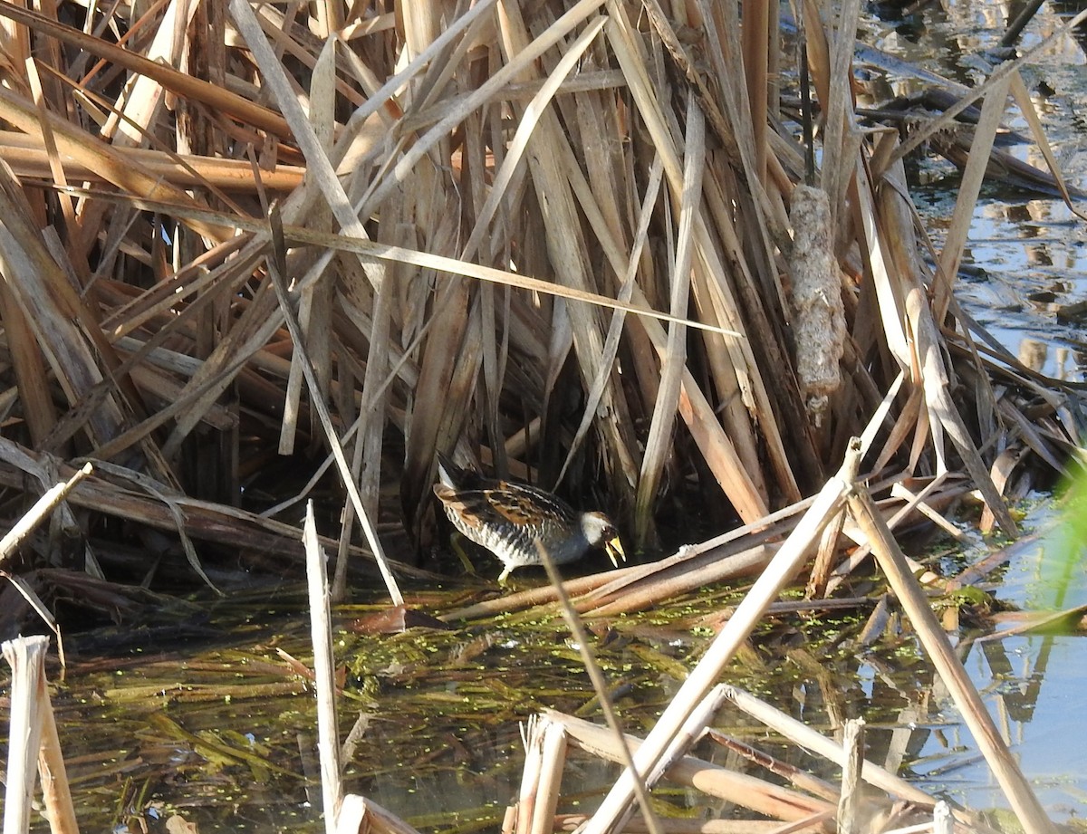 Polluela Sora - ML619991926