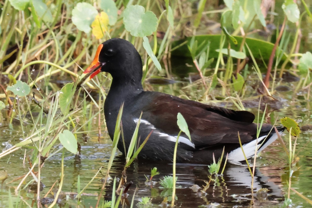 Gallinule d'Amérique - ML619991927