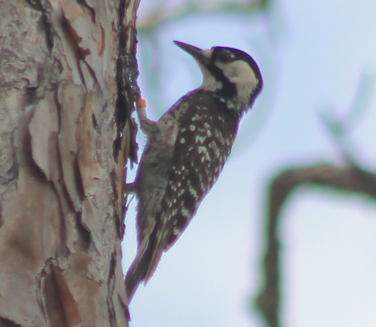 Red-cockaded Woodpecker - ML619991931