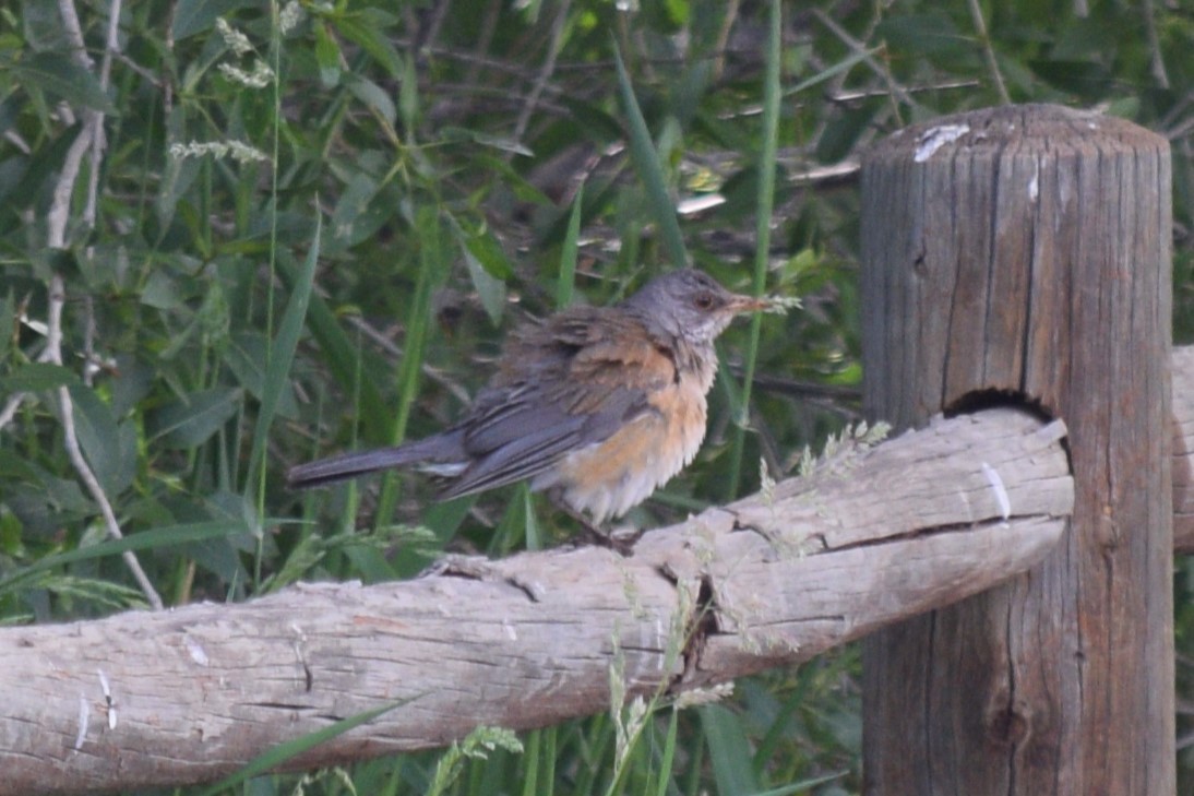 Rufous-backed Robin - ML619991935