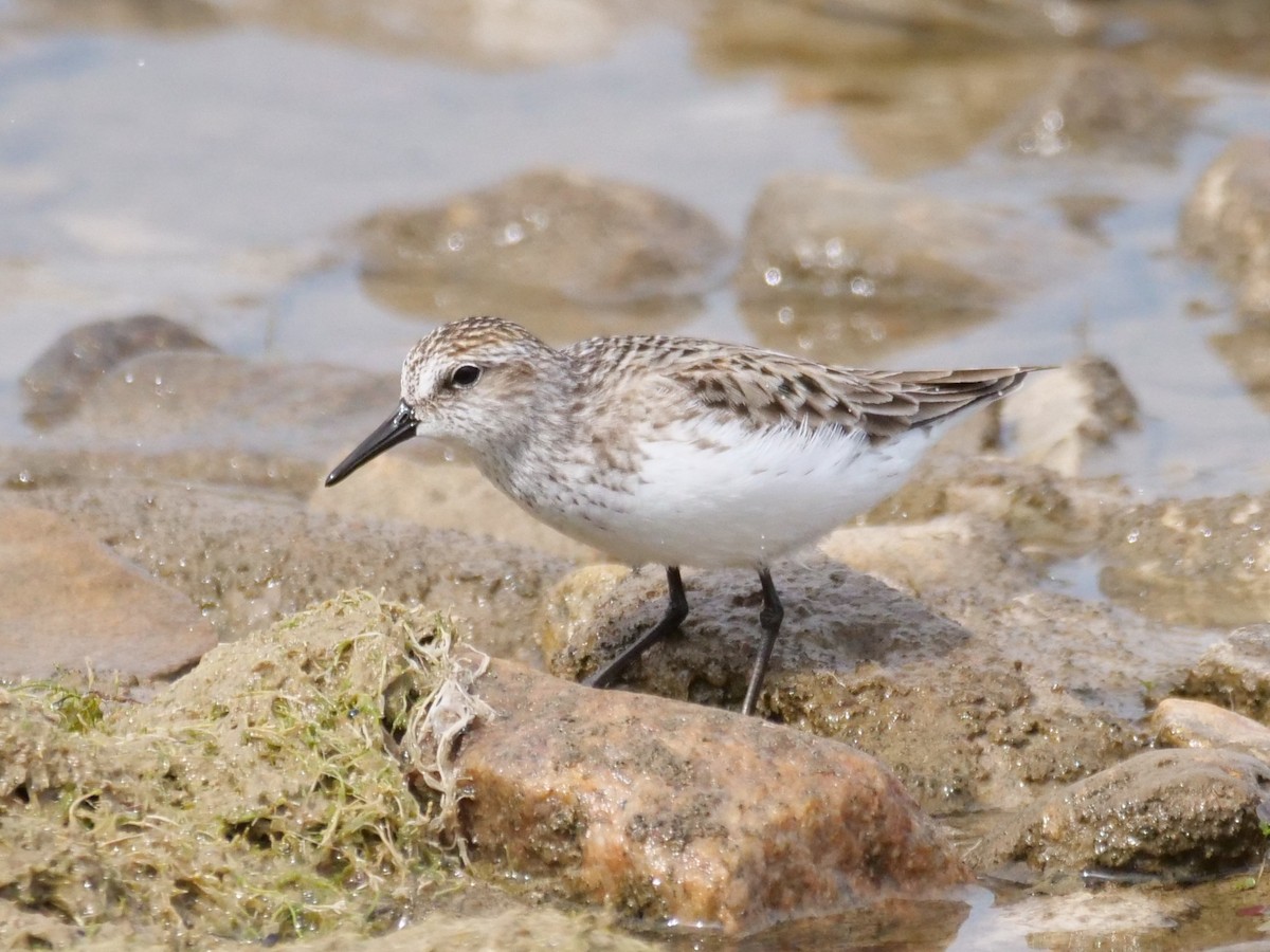 Semipalmated Sandpiper - ML619991938