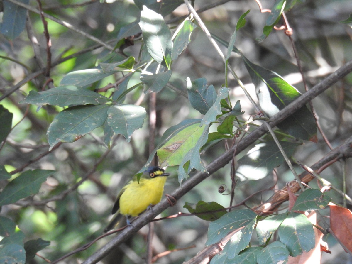 Gray-headed Tody-Flycatcher - ML619991946