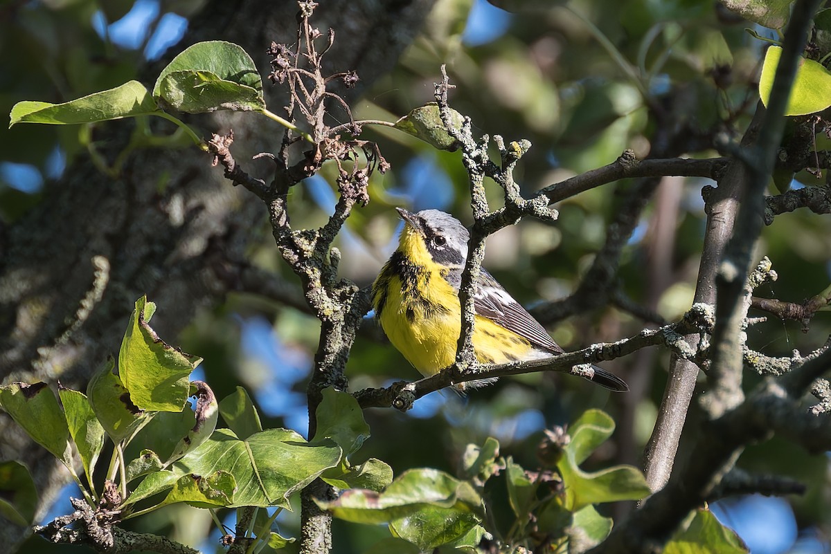 Magnolia Warbler - ML619991949