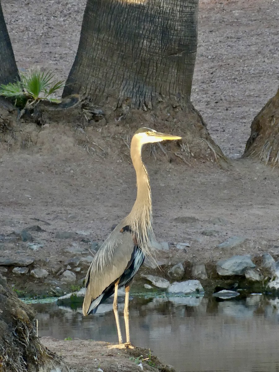 Great Blue Heron - ML619991950