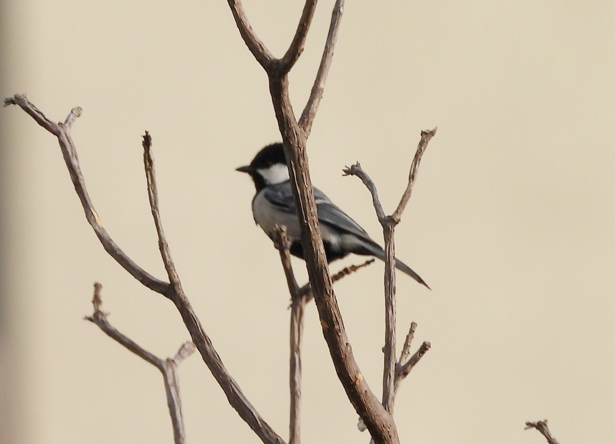 Cinereous Tit - ML619991954