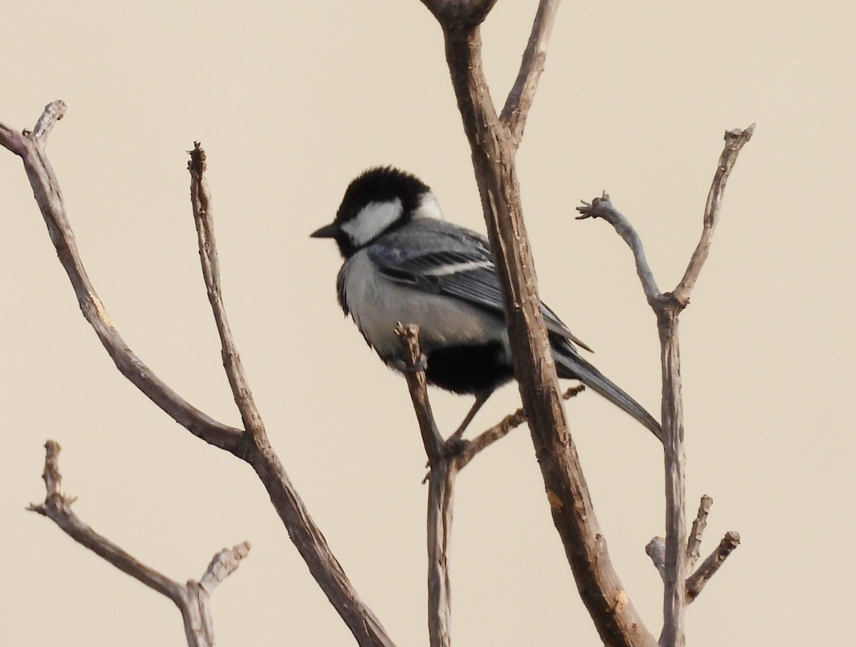 Cinereous Tit - ML619991955