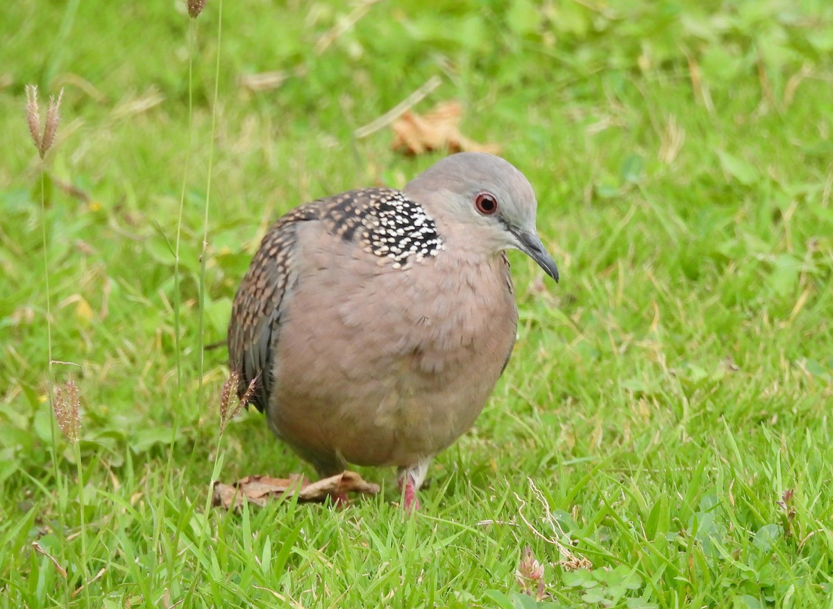 Spotted Dove - ML619991969