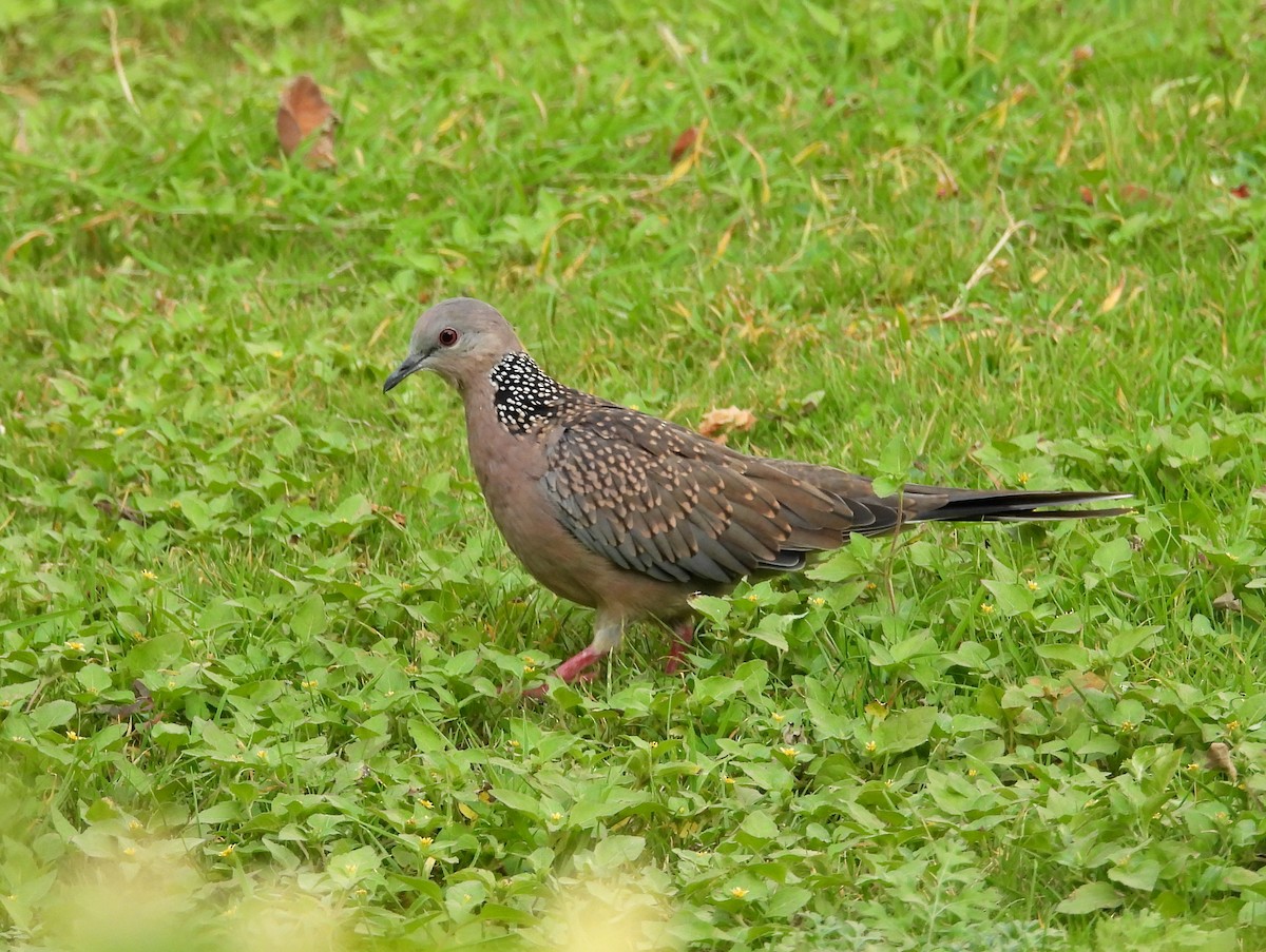 Spotted Dove - ML619991971