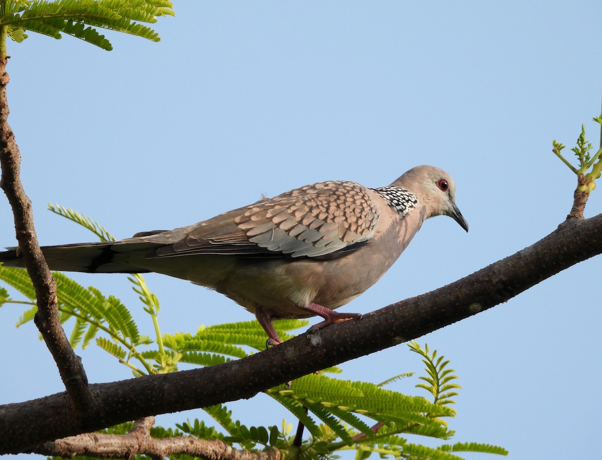 Spotted Dove - ML619991972