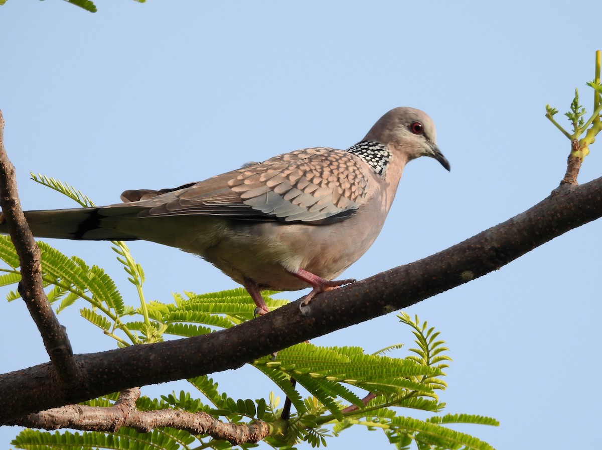 Spotted Dove - ML619991974