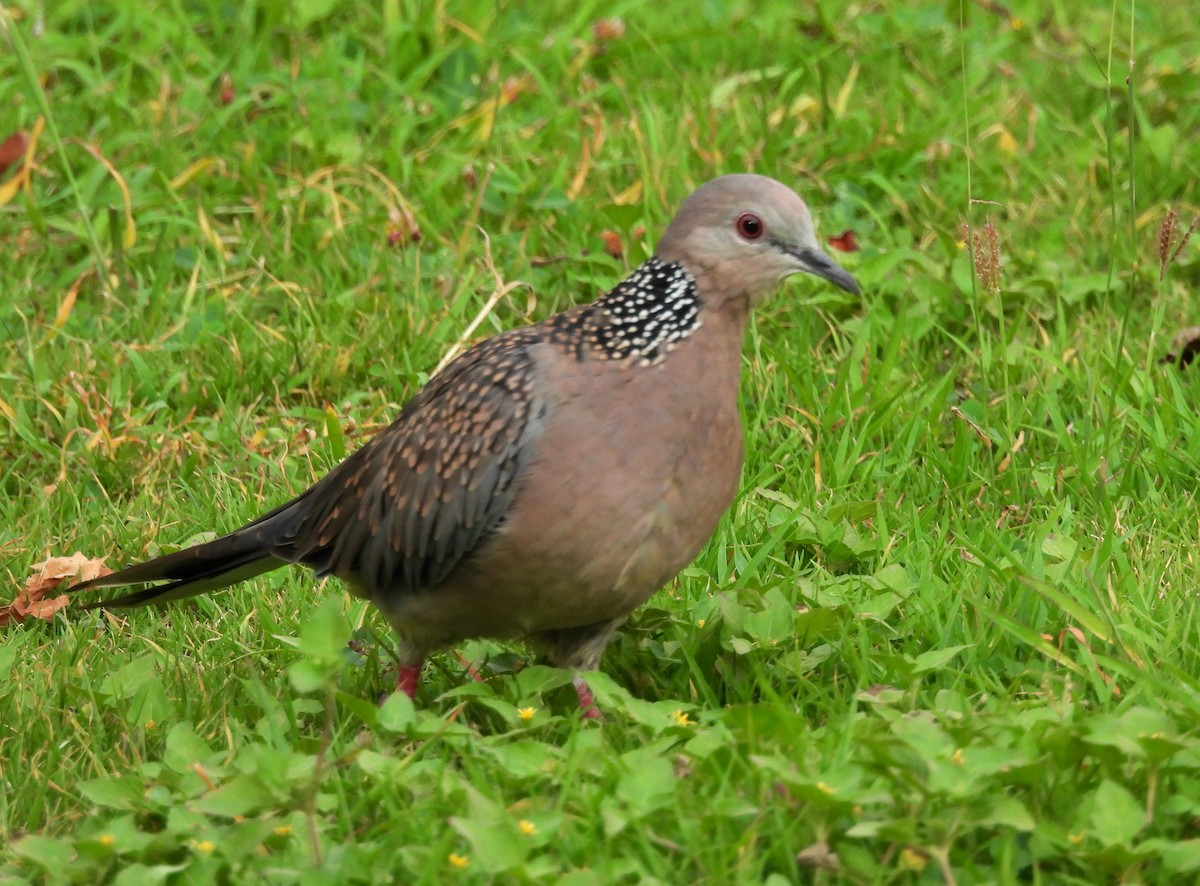 Spotted Dove - ML619991976