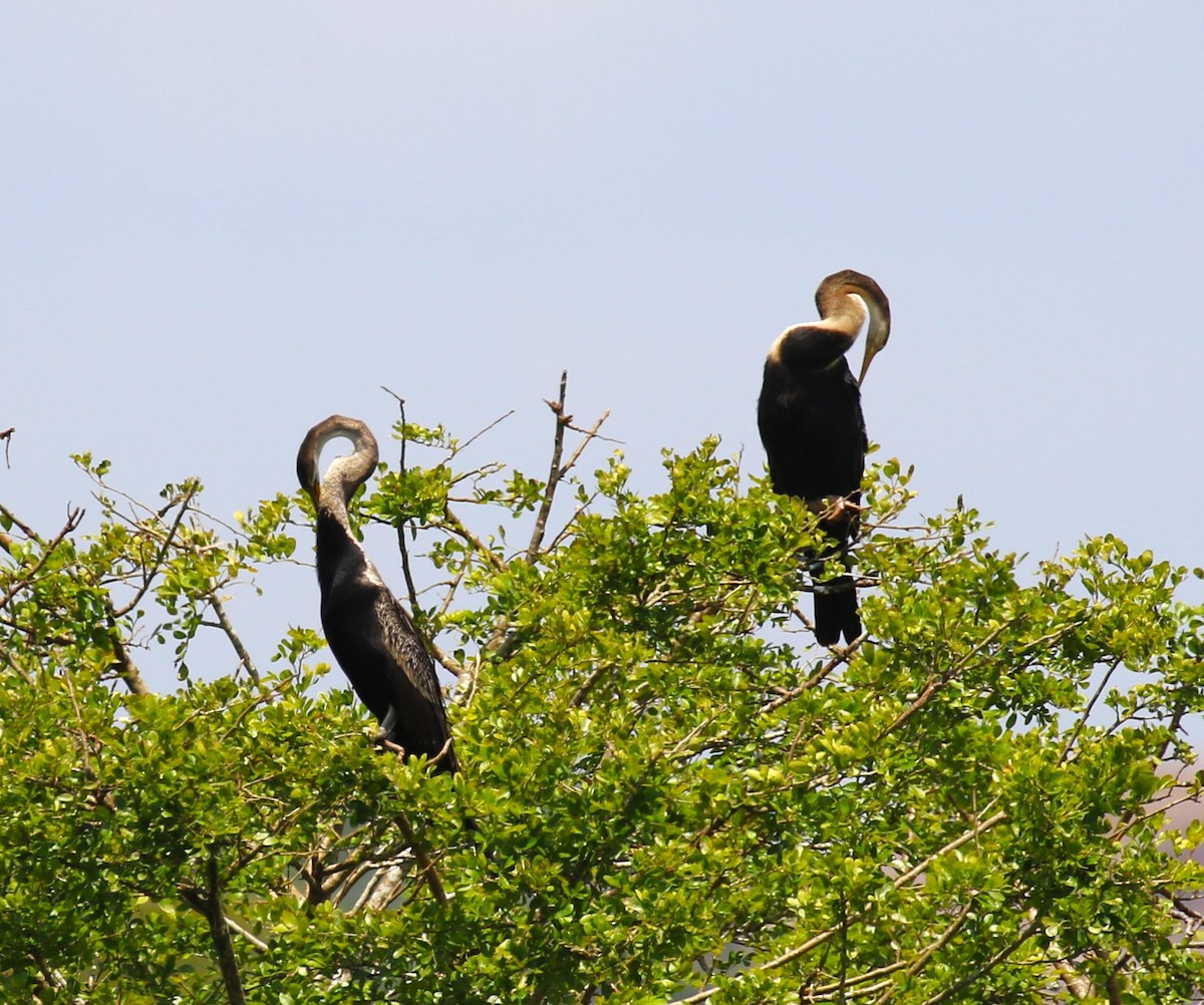 Oriental Darter - ML619991980