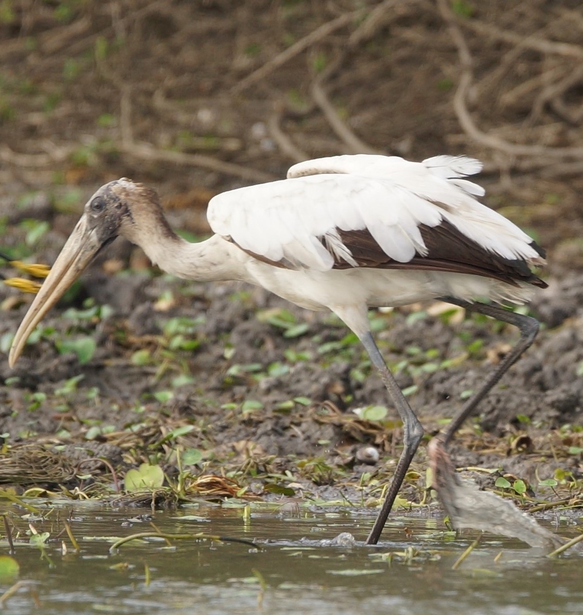 Wood Stork - ML619991986