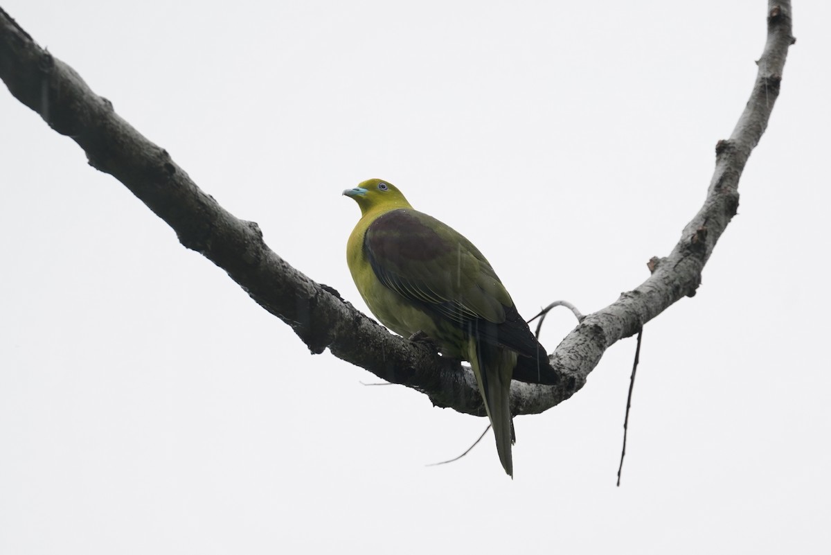 White-bellied Green-Pigeon - ML619991996