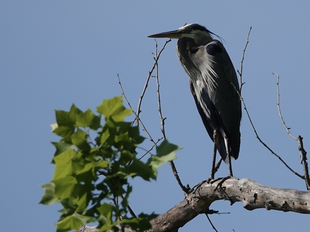 Great Blue Heron - ML619991999