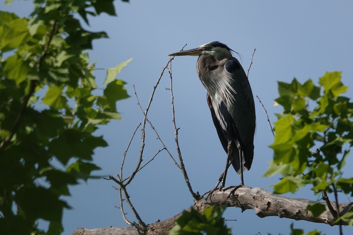 Great Blue Heron - ML619992002