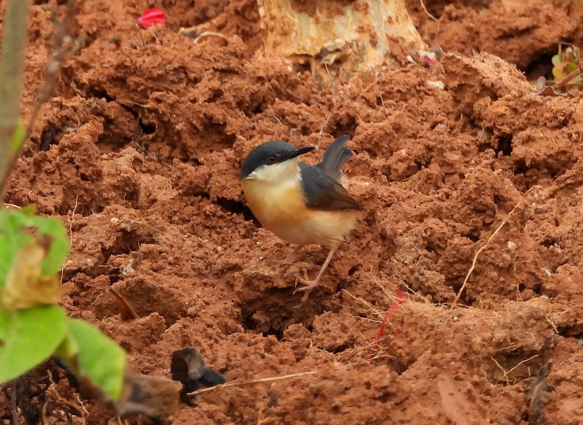 Ashy Prinia - ML619992008