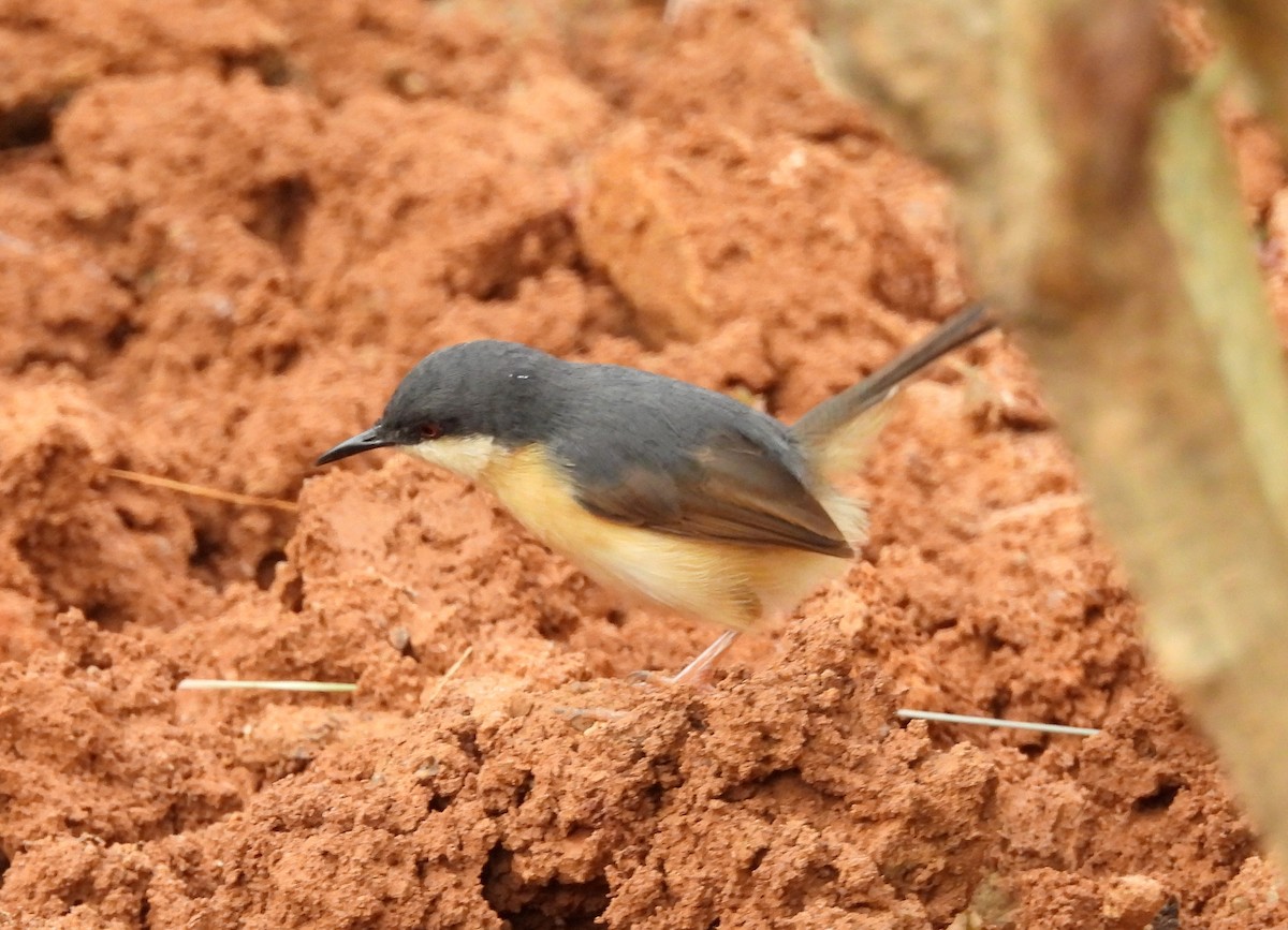 Ashy Prinia - ML619992009