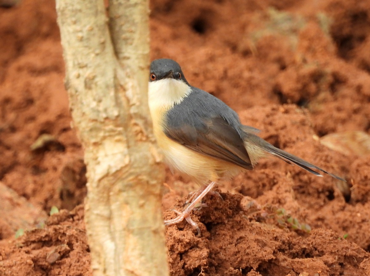 Prinia Cenicienta - ML619992010