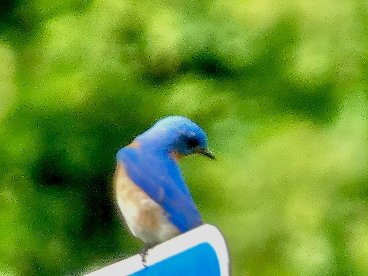 Eastern Bluebird - ML619992012