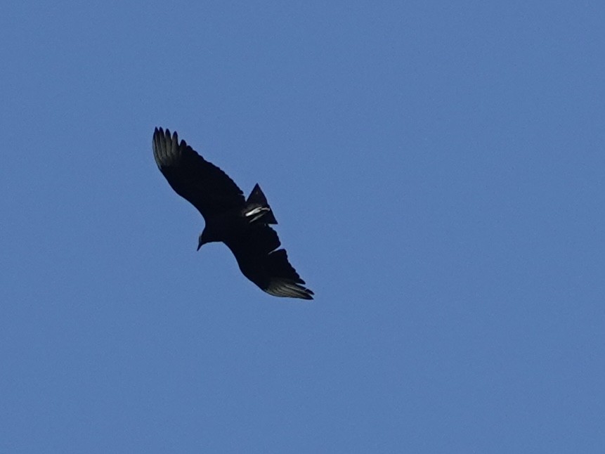Black Vulture - ML619992018