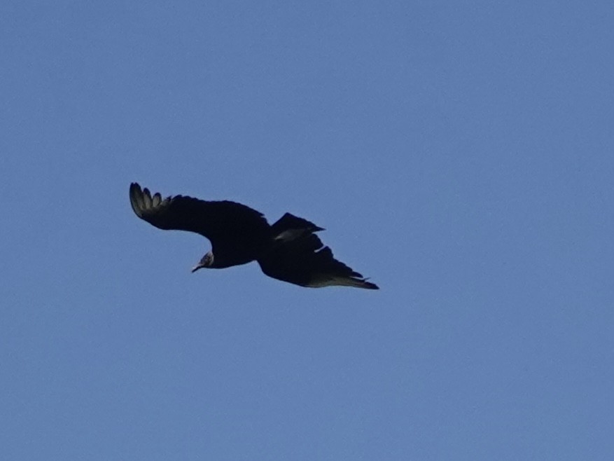 Black Vulture - ML619992019