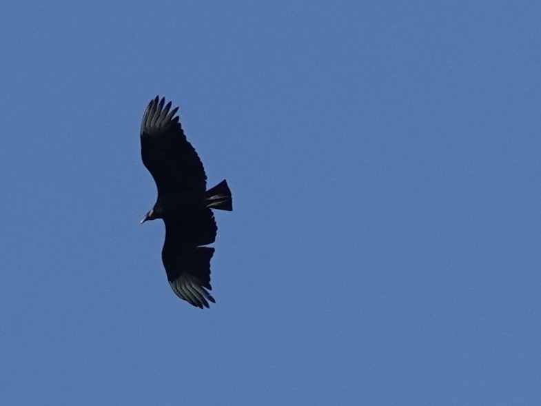 Black Vulture - ML619992020