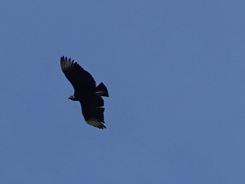Black Vulture - ML619992021