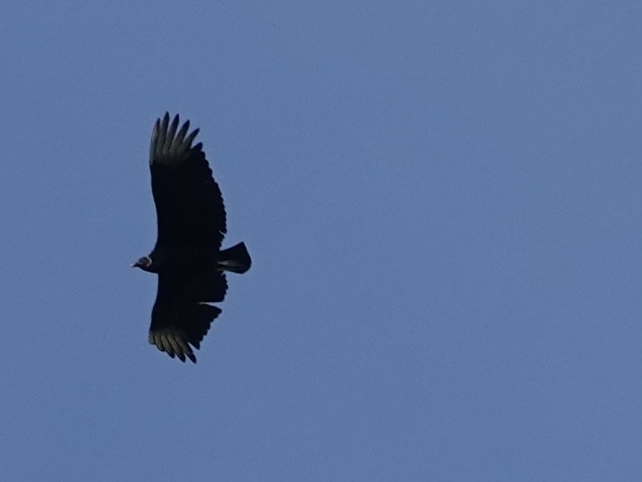 Black Vulture - ML619992023