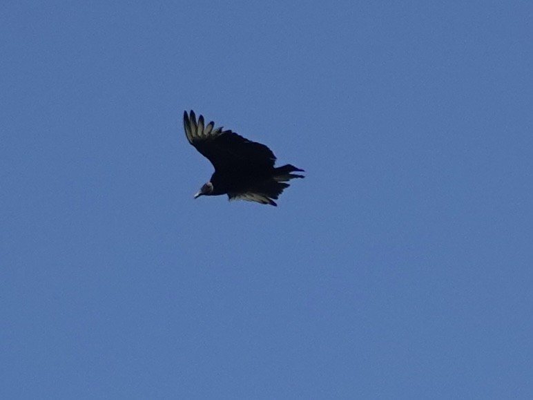 Black Vulture - ML619992024