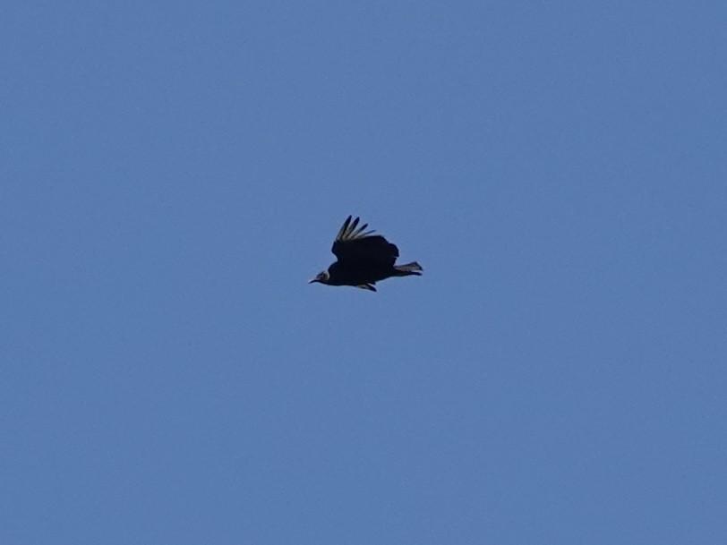 Black Vulture - ML619992025