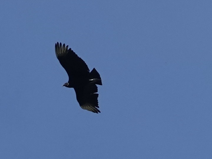 Black Vulture - ML619992026