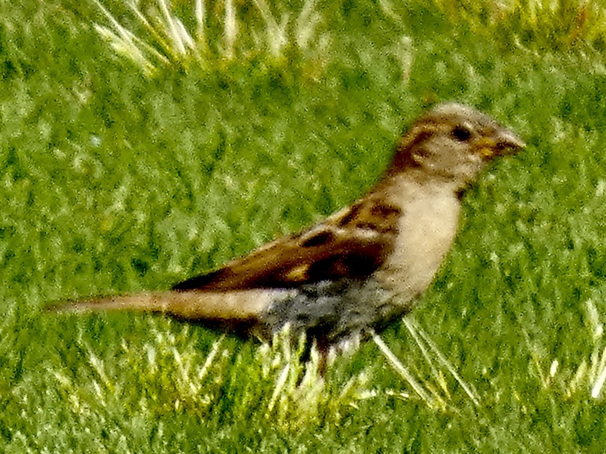 House Sparrow - ML619992028