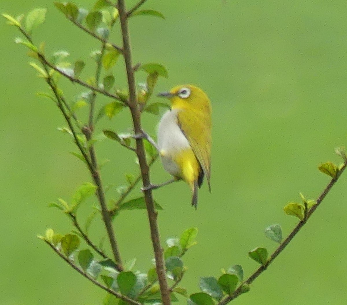 Indian White-eye - ML619992029