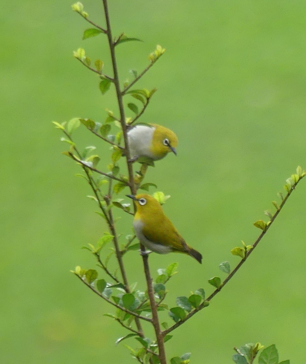 Indian White-eye - ML619992030