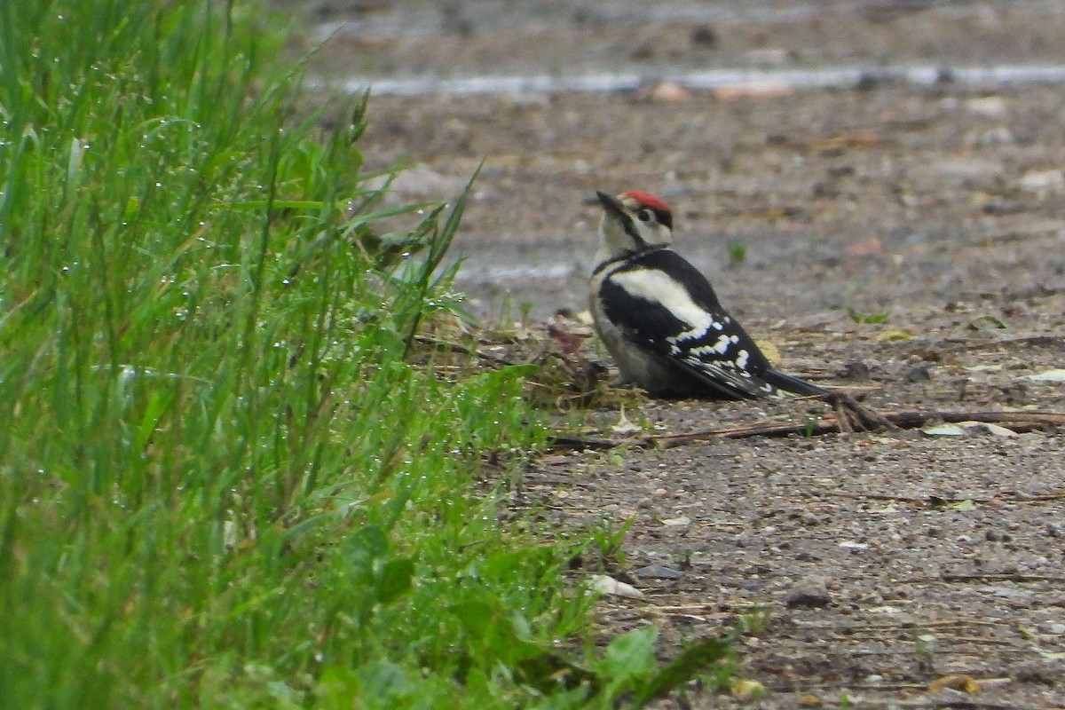 Great Spotted Woodpecker - ML619992053