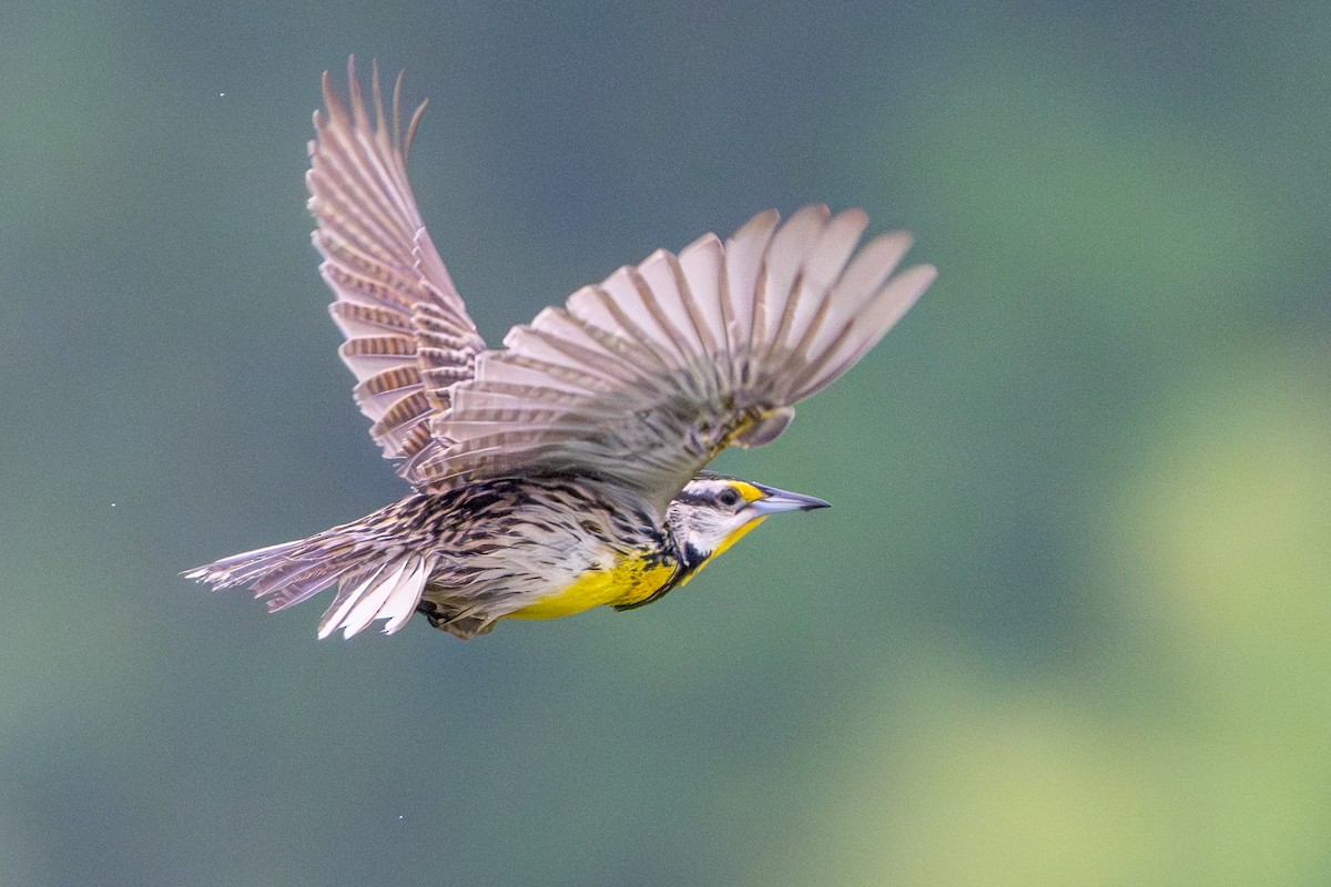 Eastern Meadowlark - ML619992084