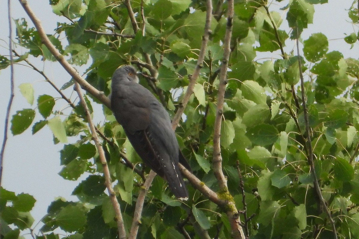 Common Cuckoo - ML619992087