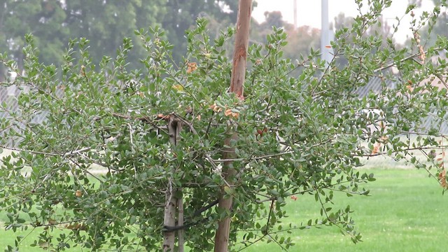 Bushtit - ML619992089