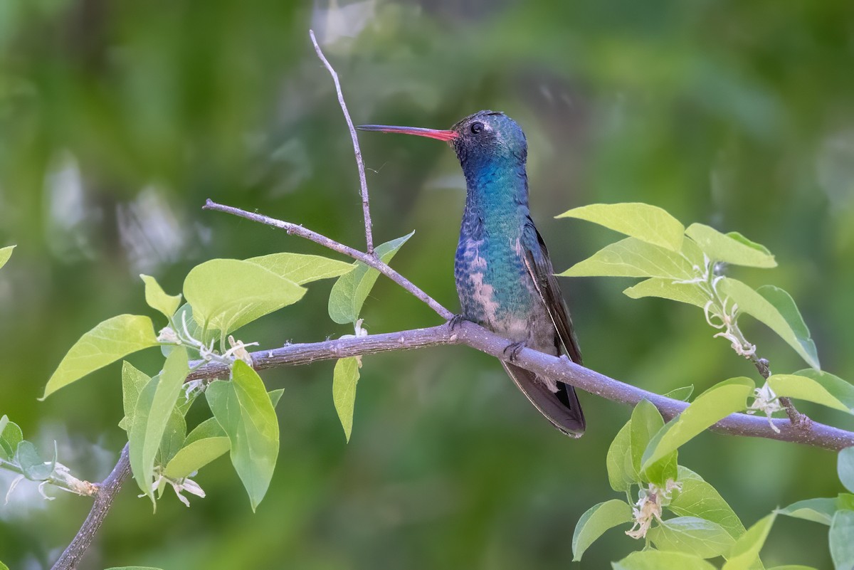 Broad-billed Hummingbird - ML619992090