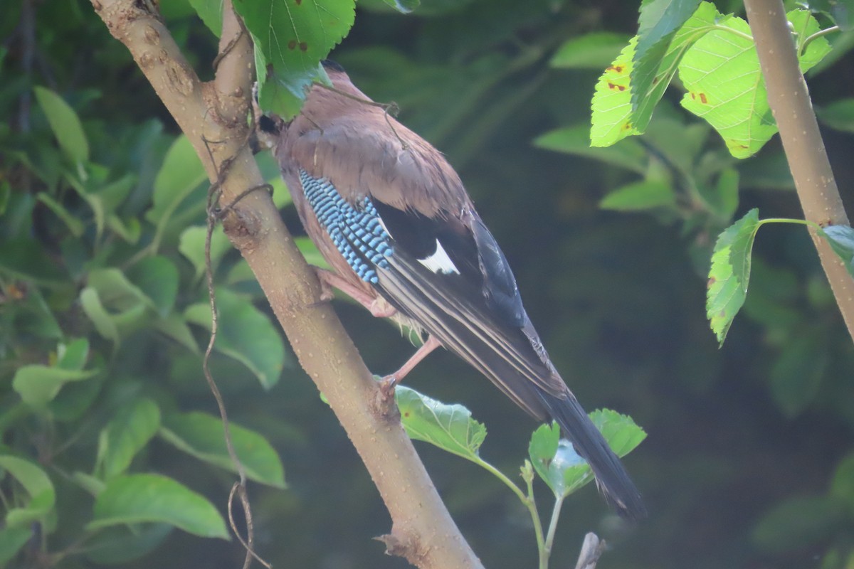 Eurasian Jay - ML619992098