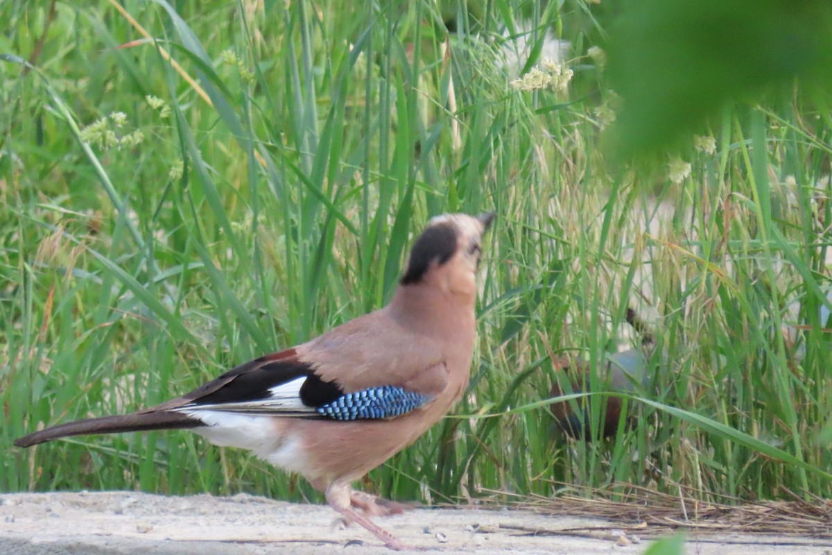 Eurasian Jay - ML619992099