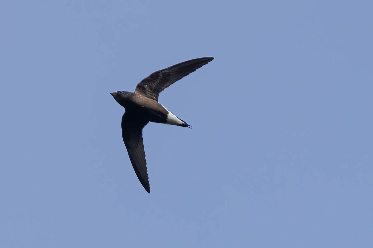 Brown-backed Needletail - ML619992109