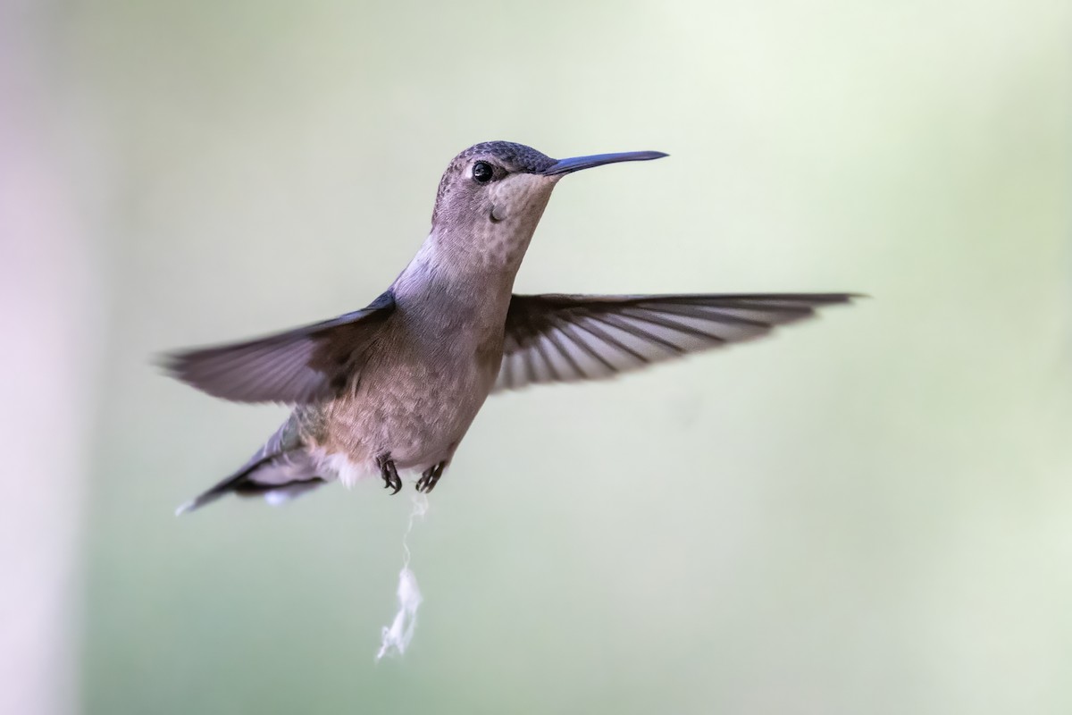 Anna's Hummingbird - ML619992115