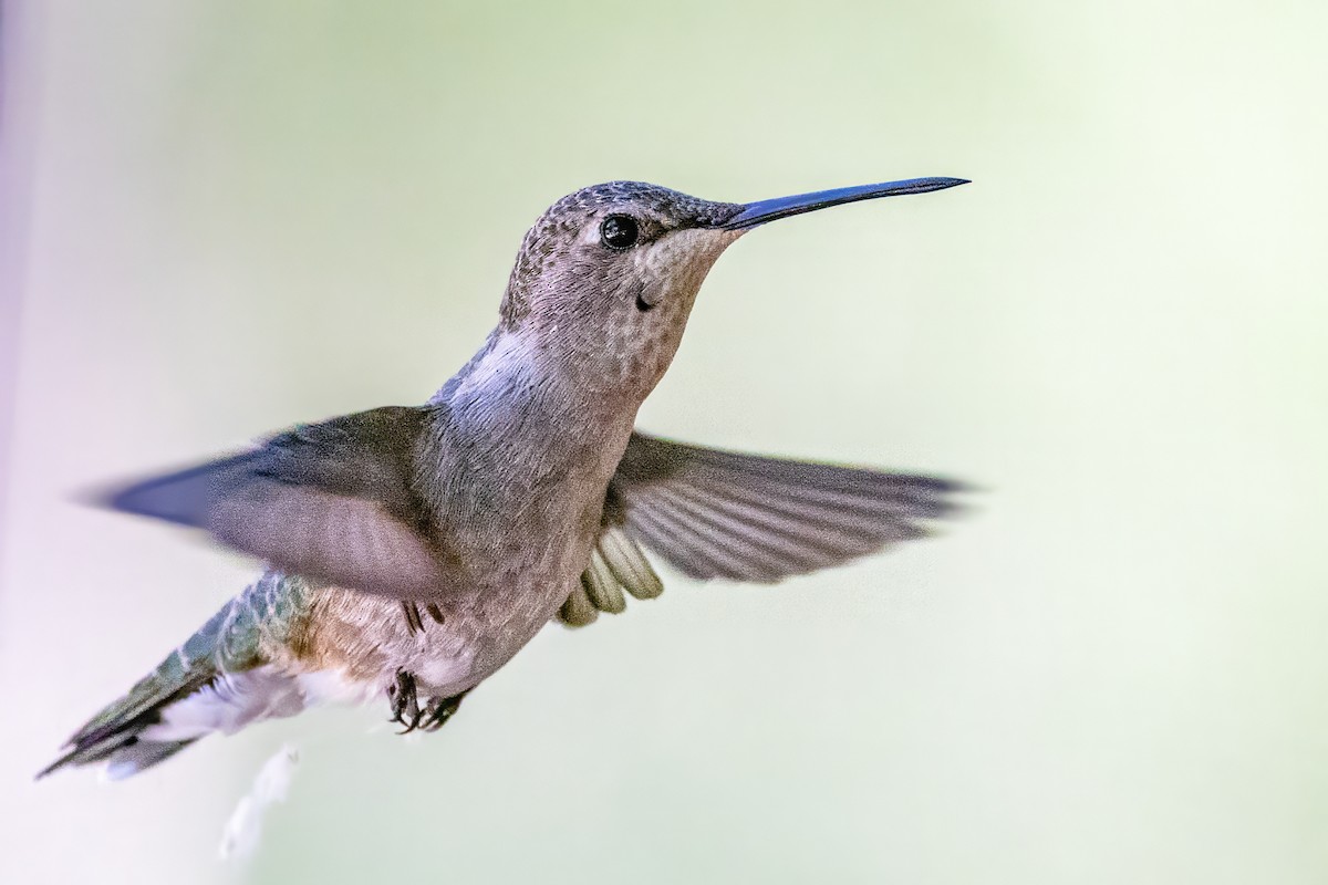 Anna's Hummingbird - ML619992117