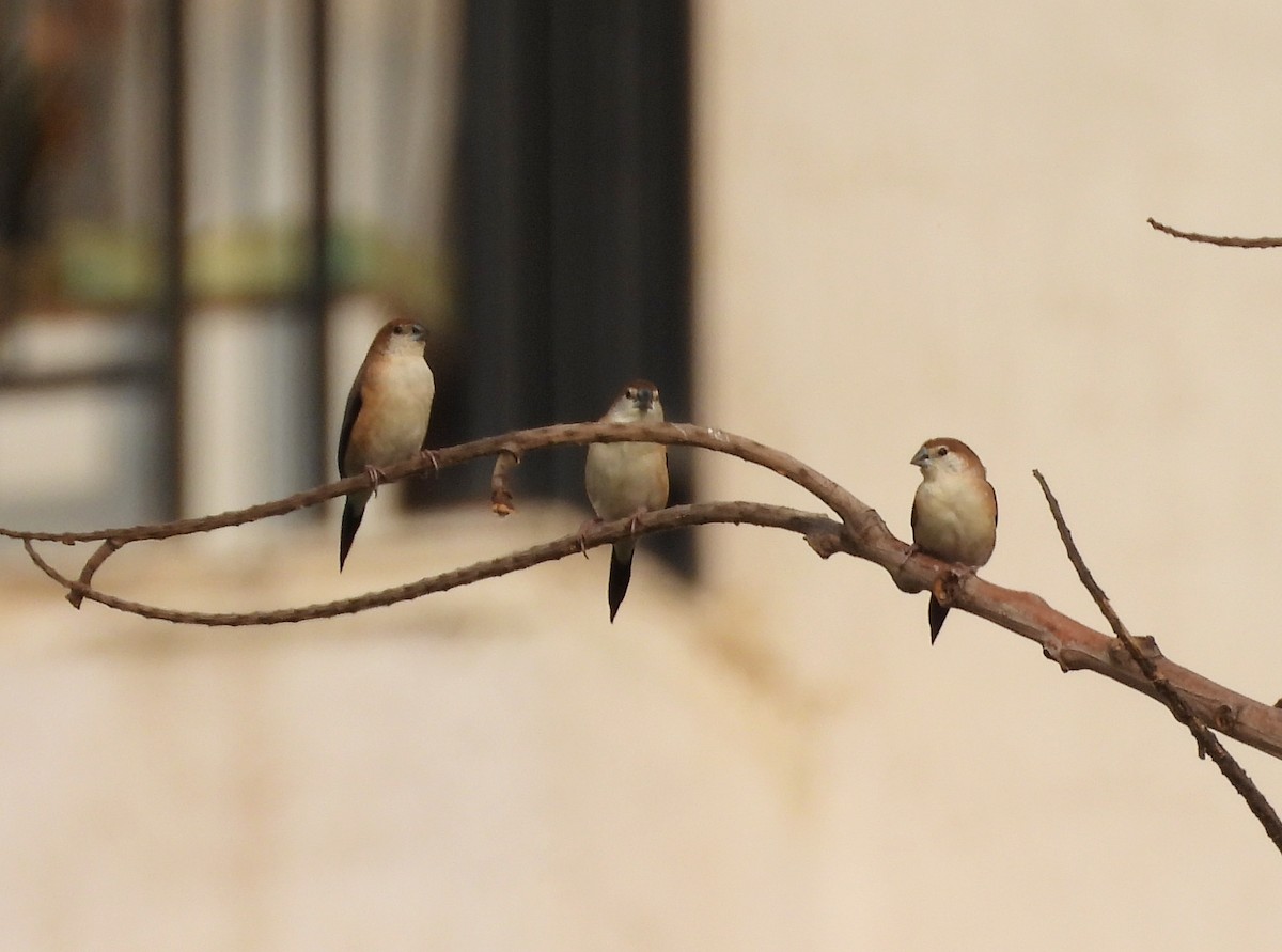 Indian Silverbill - ML619992122