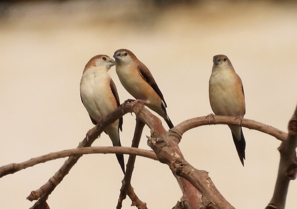 Indian Silverbill - ML619992123